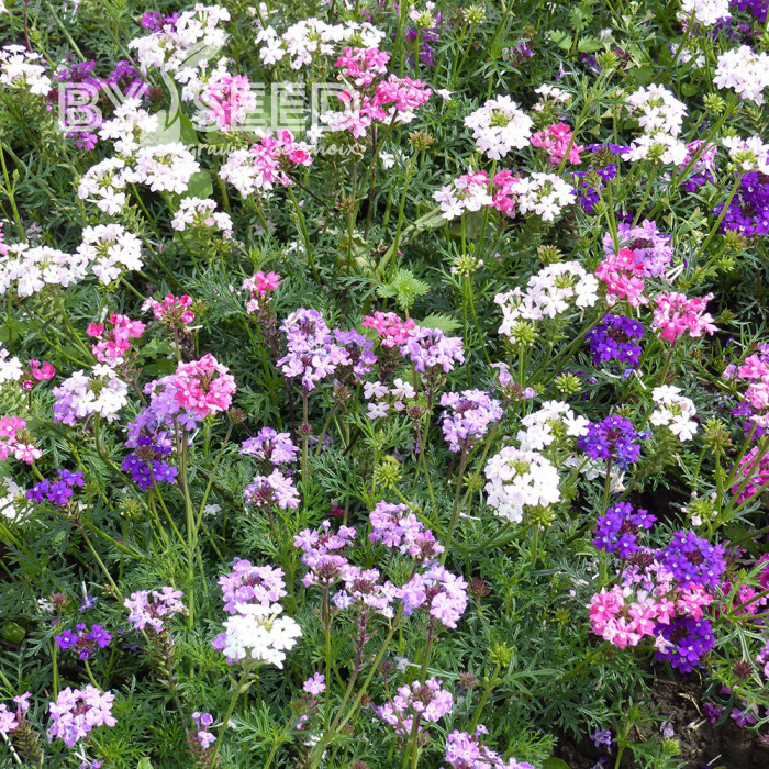 Verveine speciosa Desert Jewels Mix
