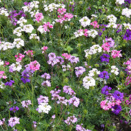 Verveine speciosa Desert Jewels Mix
