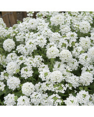 Verveine annuelle Scentsation Mix