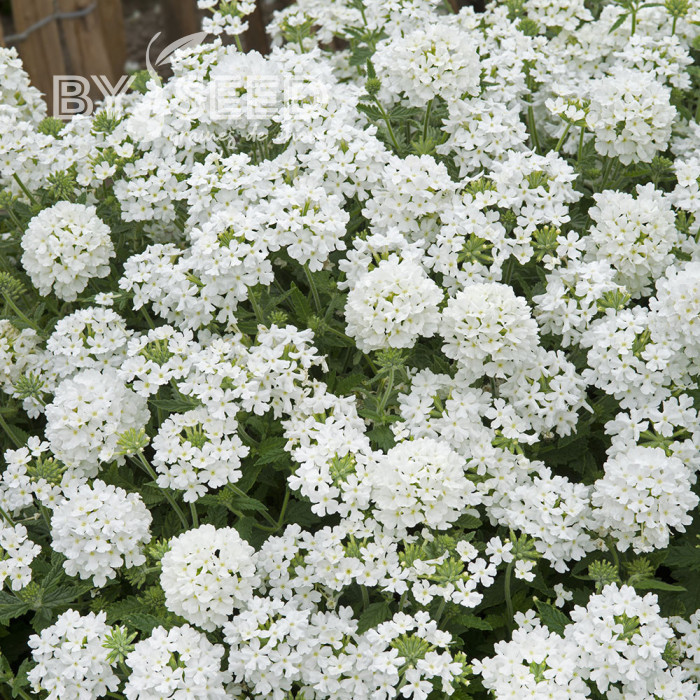 Verveine annuelle Scentsation White