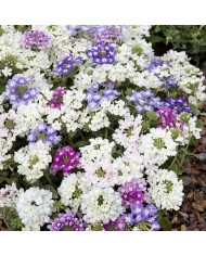 Verveine annuelle Scentsation White