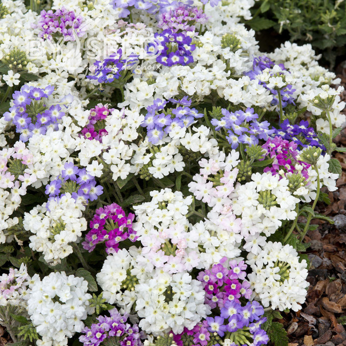 Verveine annuelle Scentsation Mix