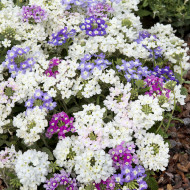 Verveine annuelle Scentsation Mix