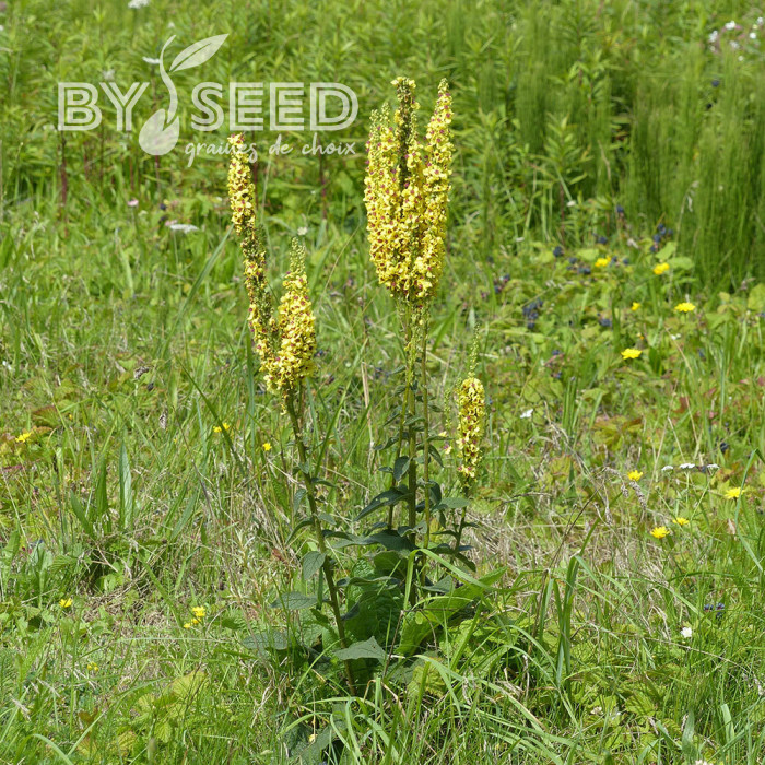 Verbascum nigrum - Bouillon noir (plante sauvage)