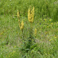 Verbascum nigrum - Bouillon noir (plante sauvage)