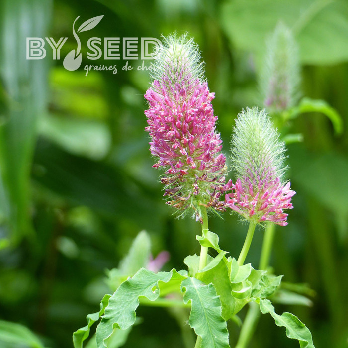 Trèfle - Trifolium rubens