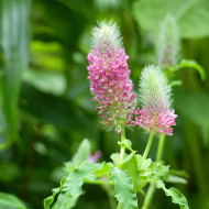 Trèfle - Trifolium rubens