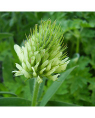 Trèfle - Trifolium rubens