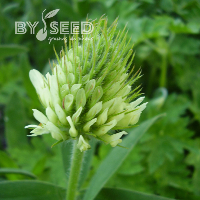 Trèfle - Trifolium ochroleucon