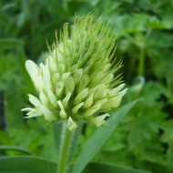 Trèfle - Trifolium ochroleucon