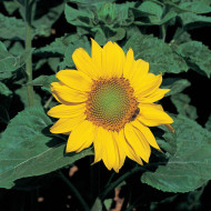 Tournesol nain Zebulon