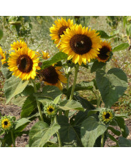 Tournesol nain Zebulon