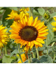 Tournesol haut Holiday