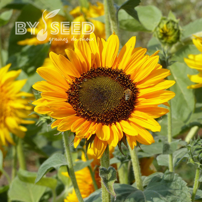 Tournesol haut Soraya