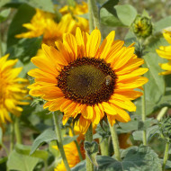 Tournesol haut Soraya