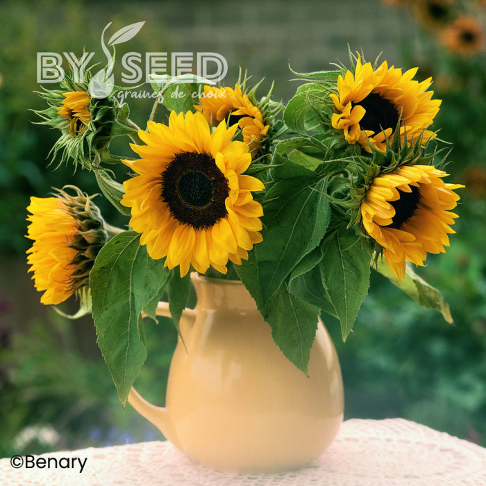Tournesol haut Holiday