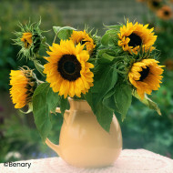 Tournesol haut Holiday