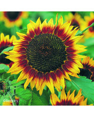 Tournesol haut Florenza