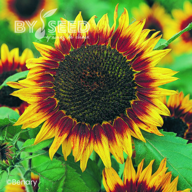 Tournesol haut Floristan