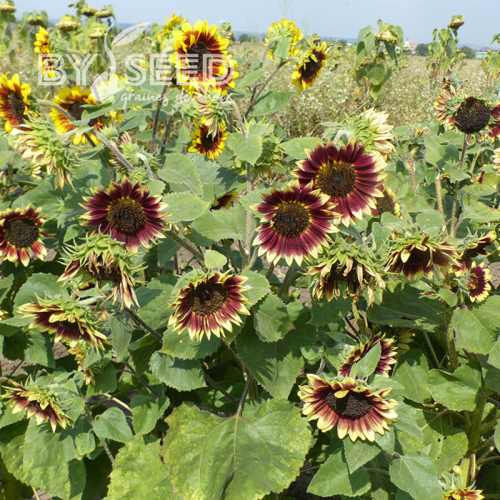 Tournesol haut Florenza