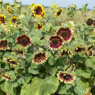 Tournesol haut Florenza