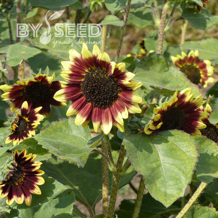 Tournesol haut Florenza
