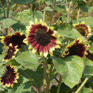 Tournesol haut Florenza
