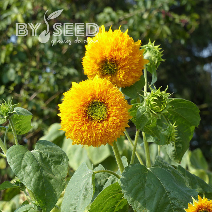 Tournesol haut double Orange Sun