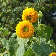 Tournesol haut double Orange Sun