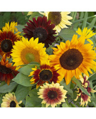 Tournesol haut double Orange Sun