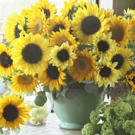 Tournesol F1 Special Cutflower F1 Formula Mixture
