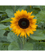 Tournesol F1 Special Cutflower F1 Formula Mixture