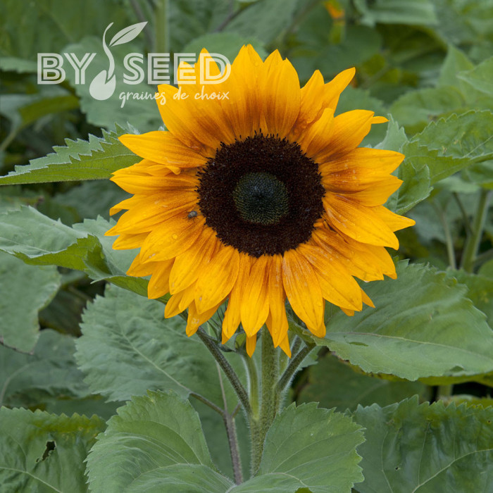 Tournesol F1 Copper Queen F1