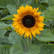 Tournesol F1 Copper Queen F1