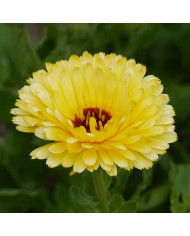 Souci Double Lemon