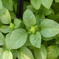 Basilic Marseillais