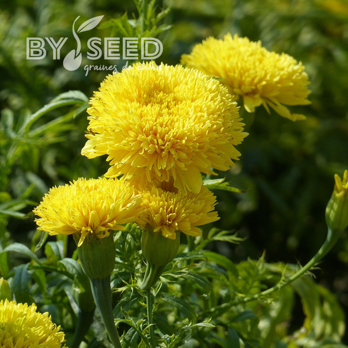 Rose d'Inde haute Fantastic Yellow
