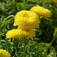 Rose d'Inde haute Fantastic Yellow