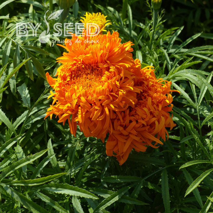 Rose d'Inde haute Fantastic Orange