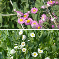 Rhodanthe manglesii Mix