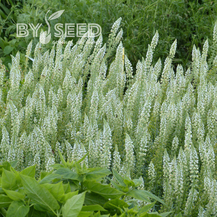 Reseda alba