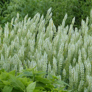 Reseda alba