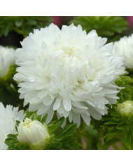 Reine-Marguerite King Size Red