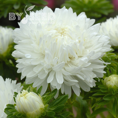 Reine-Marguerite King Size White