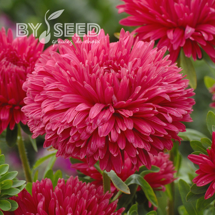 Reine-Marguerite King Size Red