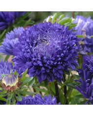 Reine-Marguerite King Size Appleblossom