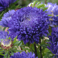 Reine-Marguerite King Size Mid-Blue