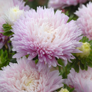 Reine-Marguerite King Size Appleblossom