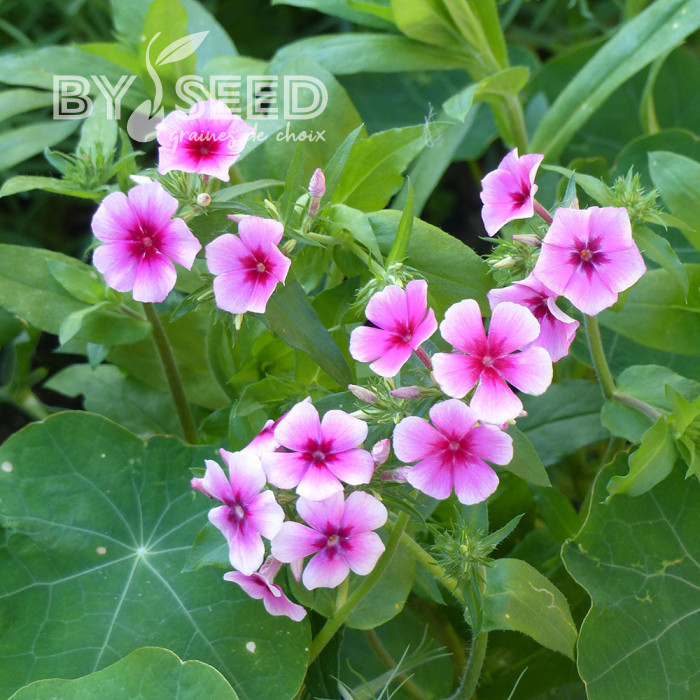 Phlox annuel Brilliant rose à oeil