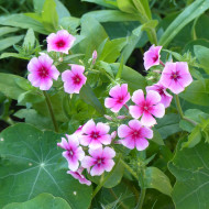 Phlox annuel Brilliant rose à oeil